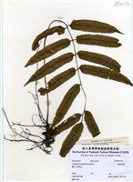 藏品(觀音座蓮)的圖片